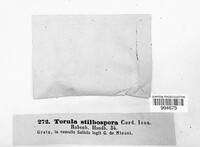 Taeniolella stilbospora image